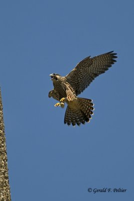   Peregrine Falcon 