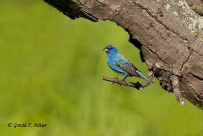   Indigo Bunting   6