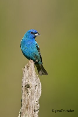   Indigo Bunting   7