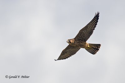  Peregrine Falcon 