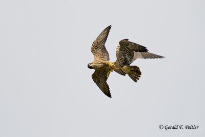   Peregrine Falcon 