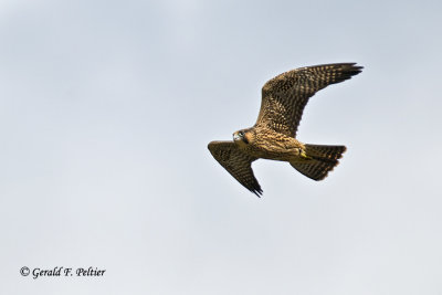   Peregrine Falcon 