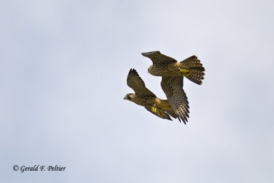  Peregrine Falcon 