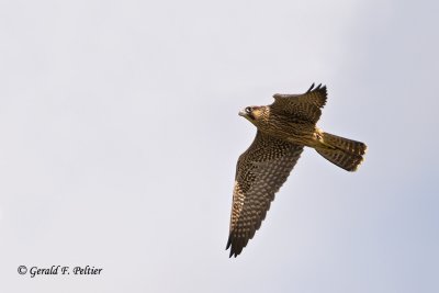   Peregrine Falcon 