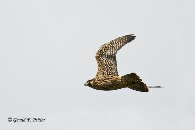   Peregrine Falcon 