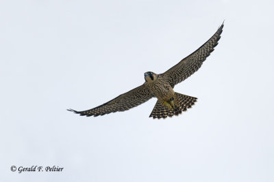   Peregrine Falcon 