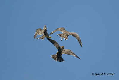   Peregrine Falcon  ( re - edit )