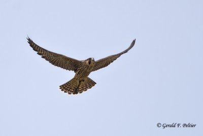   Peregrine Falcon  ( re - edit )