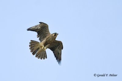  Peregrine Falcon 