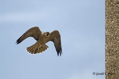   Peregrine Falcon 