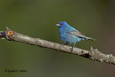   Indigo Bunting   8