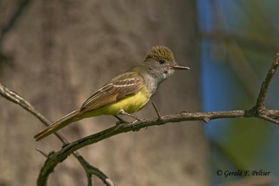   Great Crested Flycatcher 