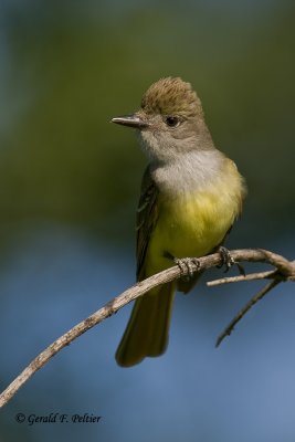  Great - Crested Flycatcher   3