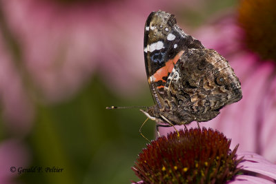   Red Admiral 
