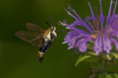   Snowberry Clearwing Moth