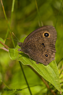  Common Wood  Nymph 