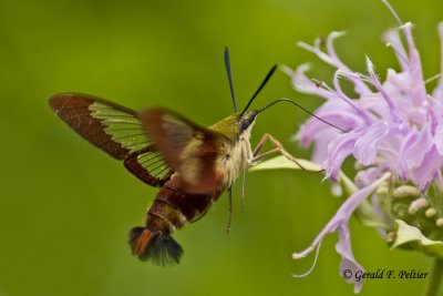   Clear - winged Hummingbird Moth 