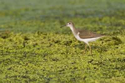 Spotted Sandpiper 8