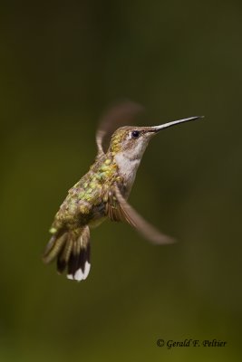   Ruby - throated Hummingbird   2