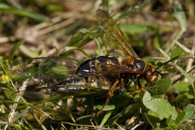 Giant Cicada Killer Wasp 