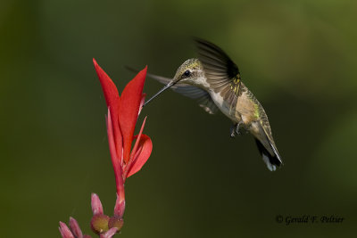  Ruby - throated Hummingbird   3