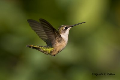 Ruby - throated Hummingbird    5