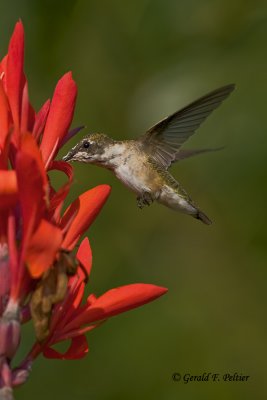   Ruby - throated Hummingbird   7