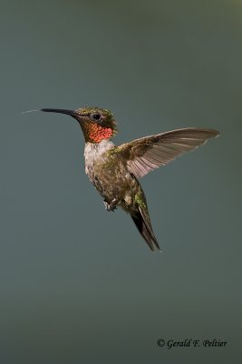   Ruby - throated Hummingbird   ( re - edit )