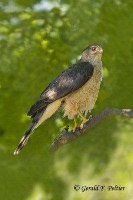  Cooper's Hawk  3   ( female )