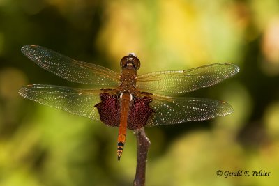  Red - mantled Saddlebags  Dragonfly