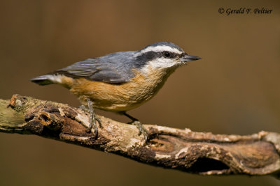  Red - breasted Nuthatch   2