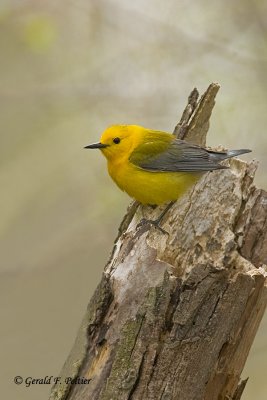   Prothonotary Warbler  6