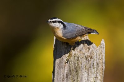   Red - breasted Nuthatch   4