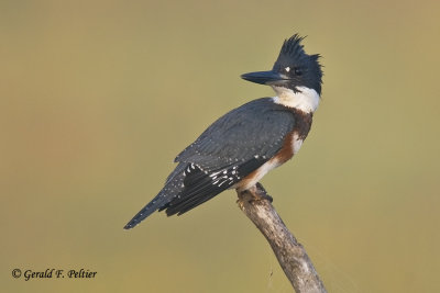  Belted Kingfisher   8