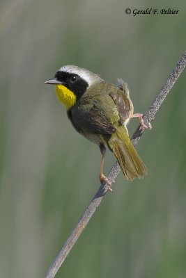  Common Yellowthroat  3