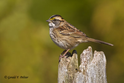  White - throated Sparrow   2