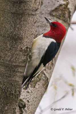  Red - headed Woodpecker   2