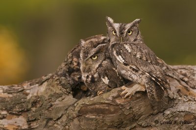  Eastern Screech Owls   12   ( captive )