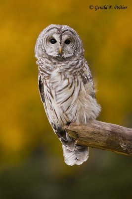  Barred Owl   30   ( captive )