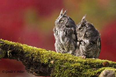   Eastern Screech Owls   13   ( captive )