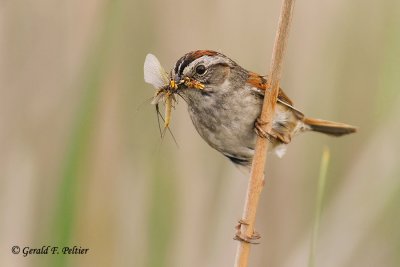  Swamp Sparrow 