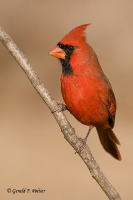  Northern Cardinal   4