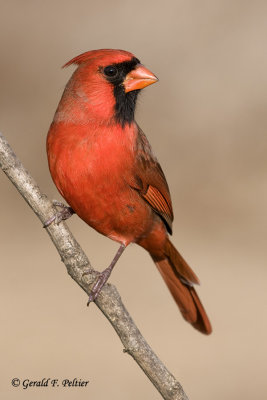  Northern Cardinal   5