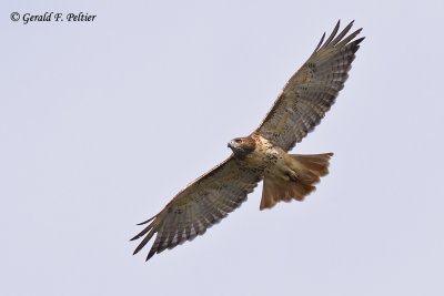  Red - tailed Hawk   11