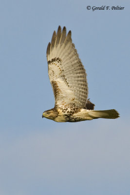  Red - tailed Hawk   12
