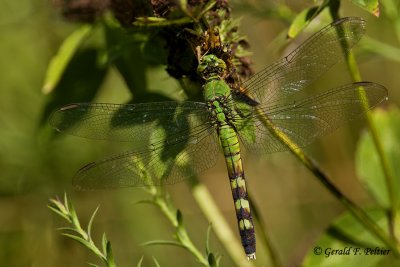 Green  Dragonfly 