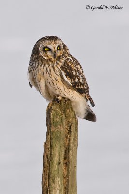  Short - eared Owl   14
