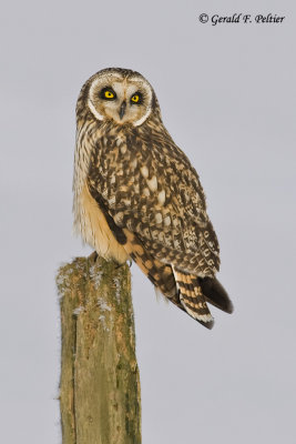   Short - eared Owl   16
