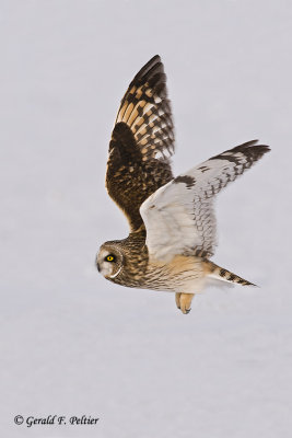   Short - eared Owl   23