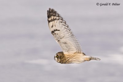   Short - eared Owl   25